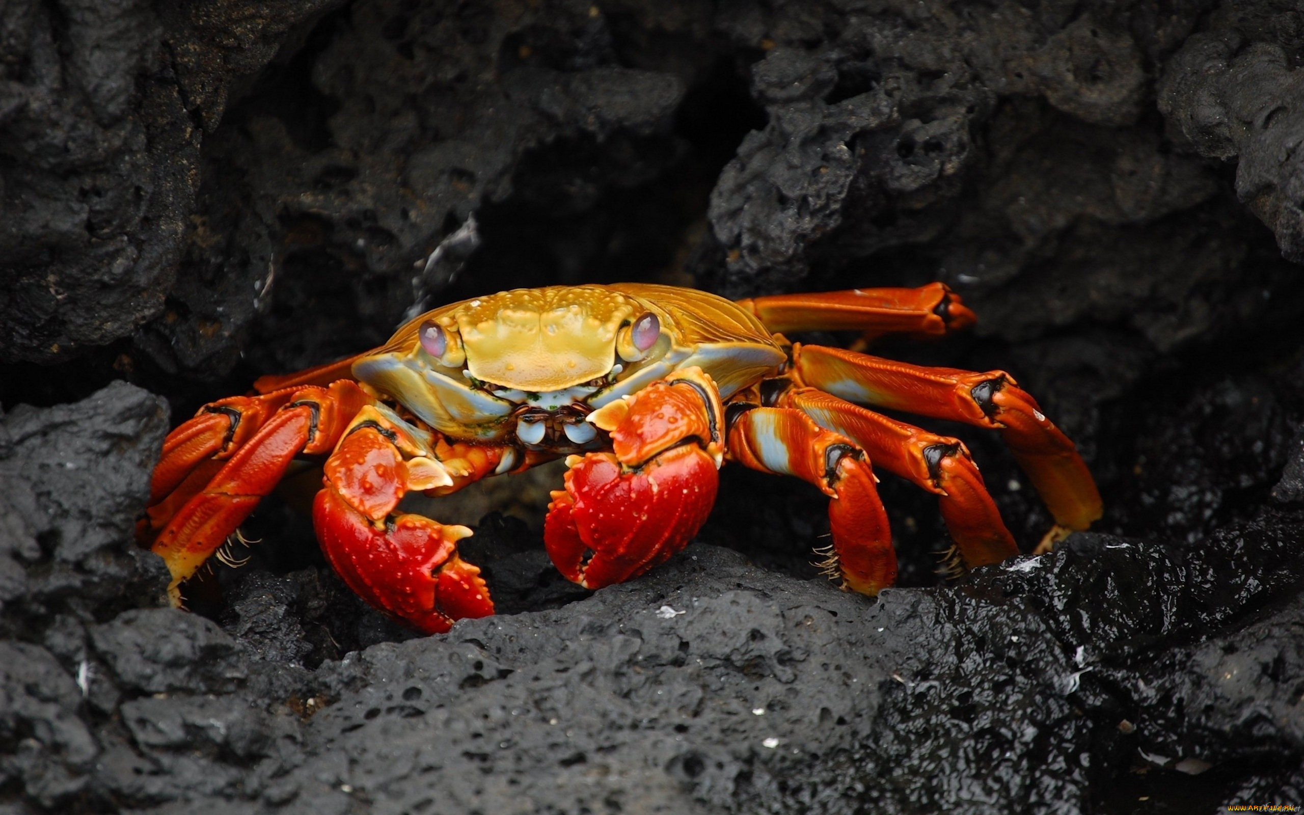 crab, , , , , , 